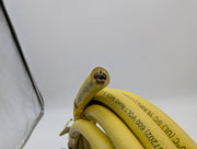 TPC Wire 89512 Quick Connect Cable 5 Pin Female 90 Deg to Bare 12 Feet 3