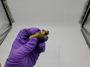 Henry Valves 5220 Refrigerant Relief Valve 1/8" MPT 150PSI 4