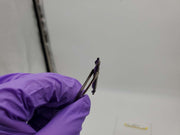 Morse 25042 #2 Combined Drill & Countersink 5/64" Point Diam 2 Flute 1-7/18" OAL 3