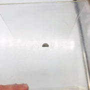 Poulan 530042118 Woodruff Key for Chainsaw OEM New Old Stock NOS Loose No Pkg 8