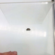 Poulan 507432210 Flywheel Key for Chainsaw OEM New Old Stock NOS Loose No Pkg 6