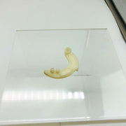 Tanaka 78805004200 Starter Pawl for Blower OEM NOS Loose 6