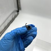 Mopar 3222799 Spring for Clutch Lever Small OEM NOS Loose No Pkg 8