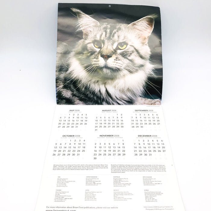 Maine Coon Cats Calendar 2009 Feline Animals Pets Rolf Kopfle Adriano Bacchella