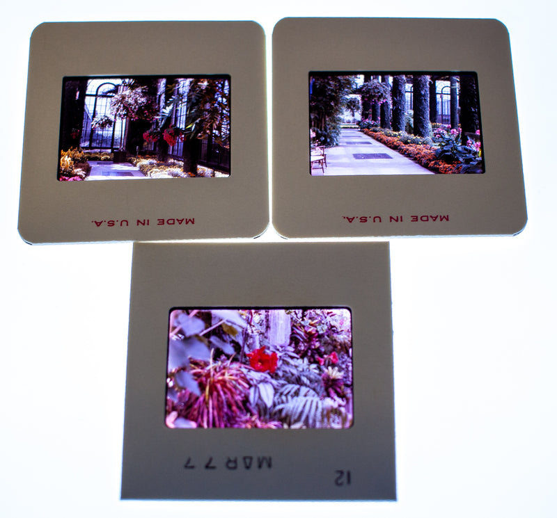 Vintage 35mm Photo Transparency Slides - Botanical Garden 1977 | Lot of 3