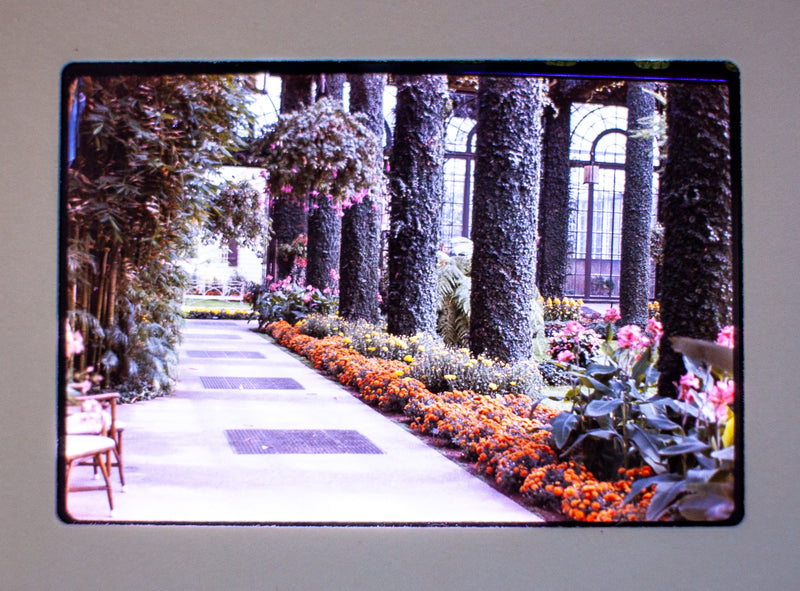 Vintage 35mm Photo Transparency Slides - Botanical Garden 1977 | Lot of 3
