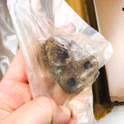 Yale 4244-MPI Door Closer Holder Electromechanical Arm RH Dk Bronze No Instruct 10