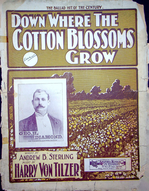 Sheet Music Down Where The Cotton Blossoms Grow A Sterling H Von Tilzer 1901 1