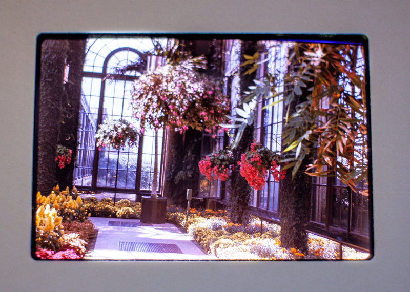 Vintage 35mm Photo Transparency Slides - Botanical Garden 1977 | Lot of 3