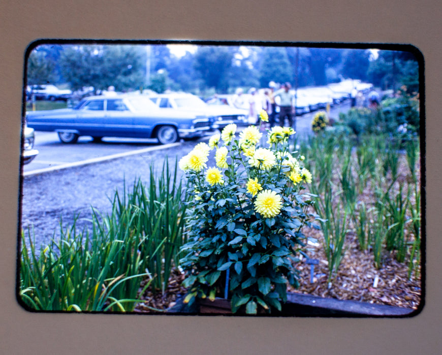 Vintage 35mm Photo Transparency Slides - Nature 1970 | Lot of 3