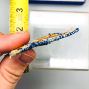 WW2 US Army Patch Specialized Training Program Blue Lamp Insignia World War 2 4