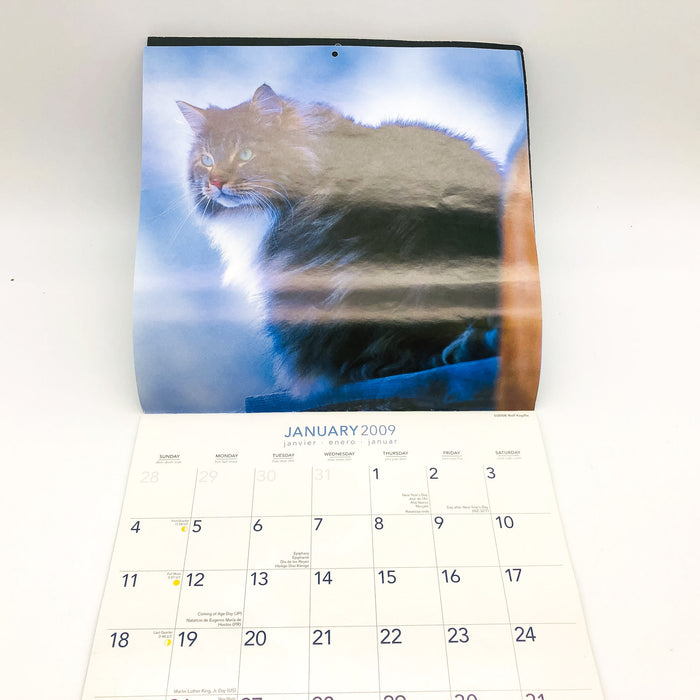 Maine Coon Cats Calendar 2009 Feline Animals Pets Rolf Kopfle Adriano Bacchella