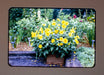 Vintage 35mm Photo Transparency Slides - Plants 1970 | Lot of 3 2