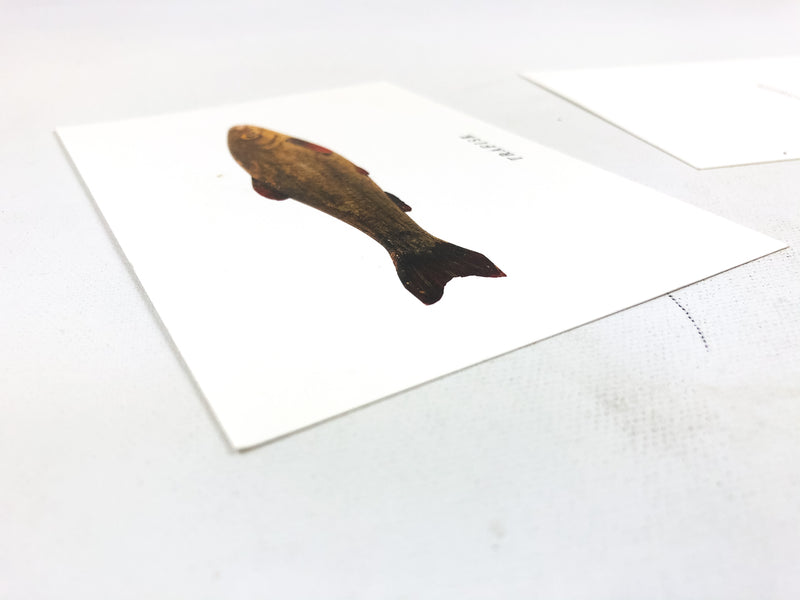 Vintage Trout Fishing Postcards Monongahela National Forest Wobbler Trafisk (3)