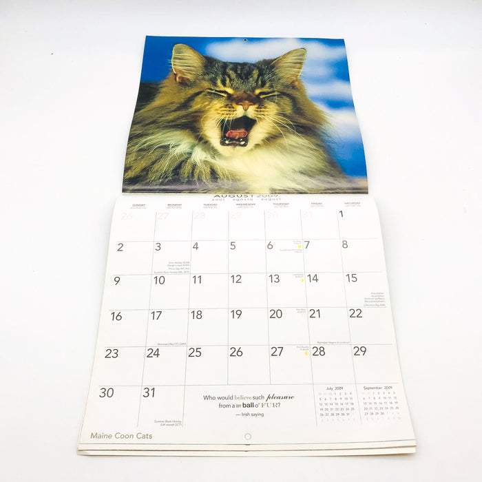 Maine Coon Cats Calendar 2009 Feline Animals Pets Rolf Kopfle Adriano Bacchella