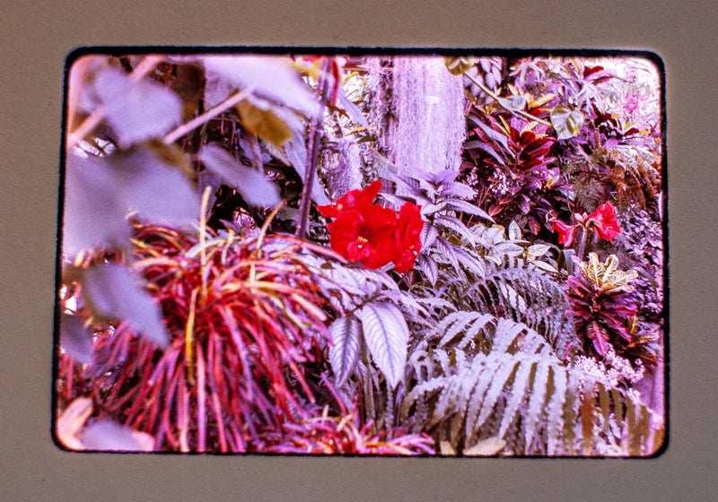 Vintage 35mm Photo Transparency Slides - Botanical Garden 1977 | Lot of 3