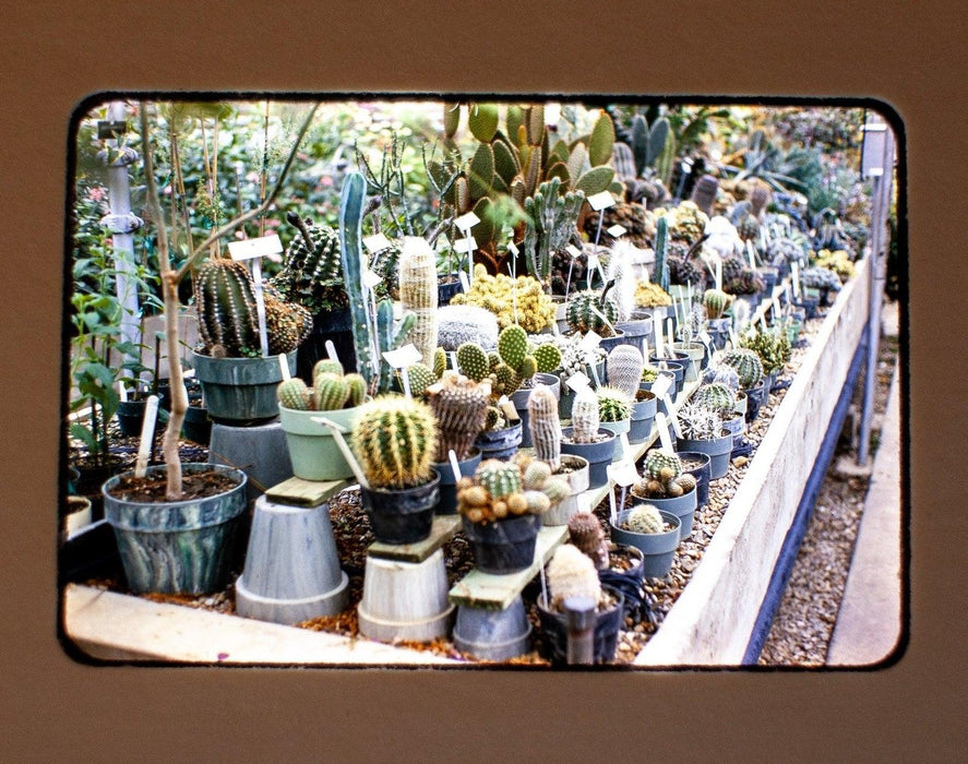 Vintage 35mm Photo Transparency Slides - Plants 1970 | Lot of 3 4