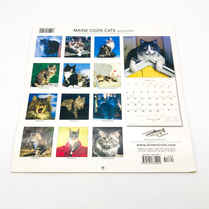 Maine Coon Cats Calendar 2009 Feline Animals Pets Rolf Kopfle Adriano Bacchella