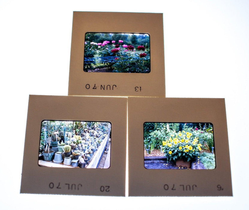 Vintage 35mm Photo Transparency Slides - Plants 1970 | Lot of 3 1