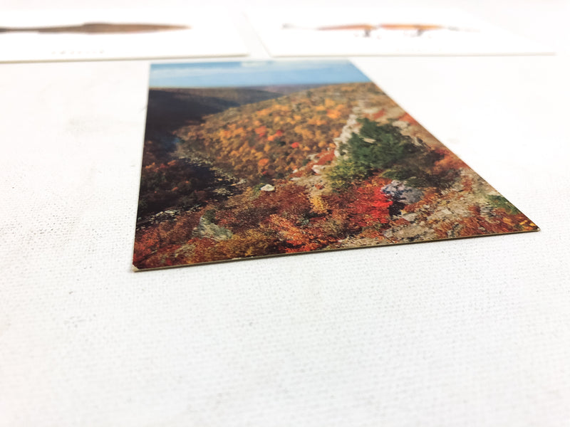 Vintage Trout Fishing Postcards Monongahela National Forest Wobbler Trafisk (3)