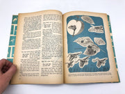 How and Why of Insects Dr Paul E Blackwood 1960 Wonder Books Paperback 8