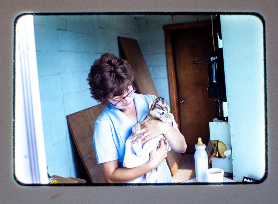 Vintage 35mm Photo Transparency Slides - Woman w/ Baby Tiger 1974 | Lot of 2