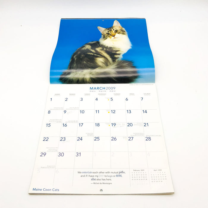 Maine Coon Cats Calendar 2009 Feline Animals Pets Rolf Kopfle Adriano Bacchella